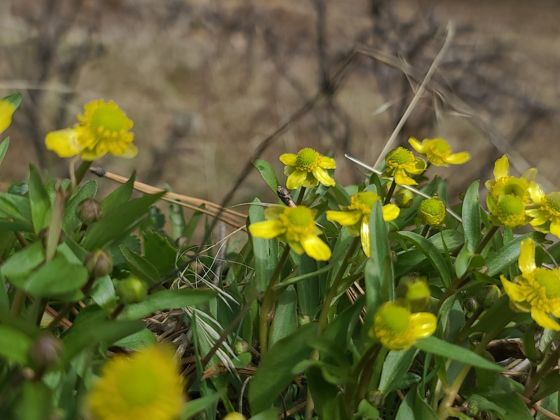 Sagebrush buttercup (Ranunculus glaberrimus)