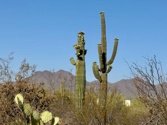 Saguaro (Carnegiea gigantea)