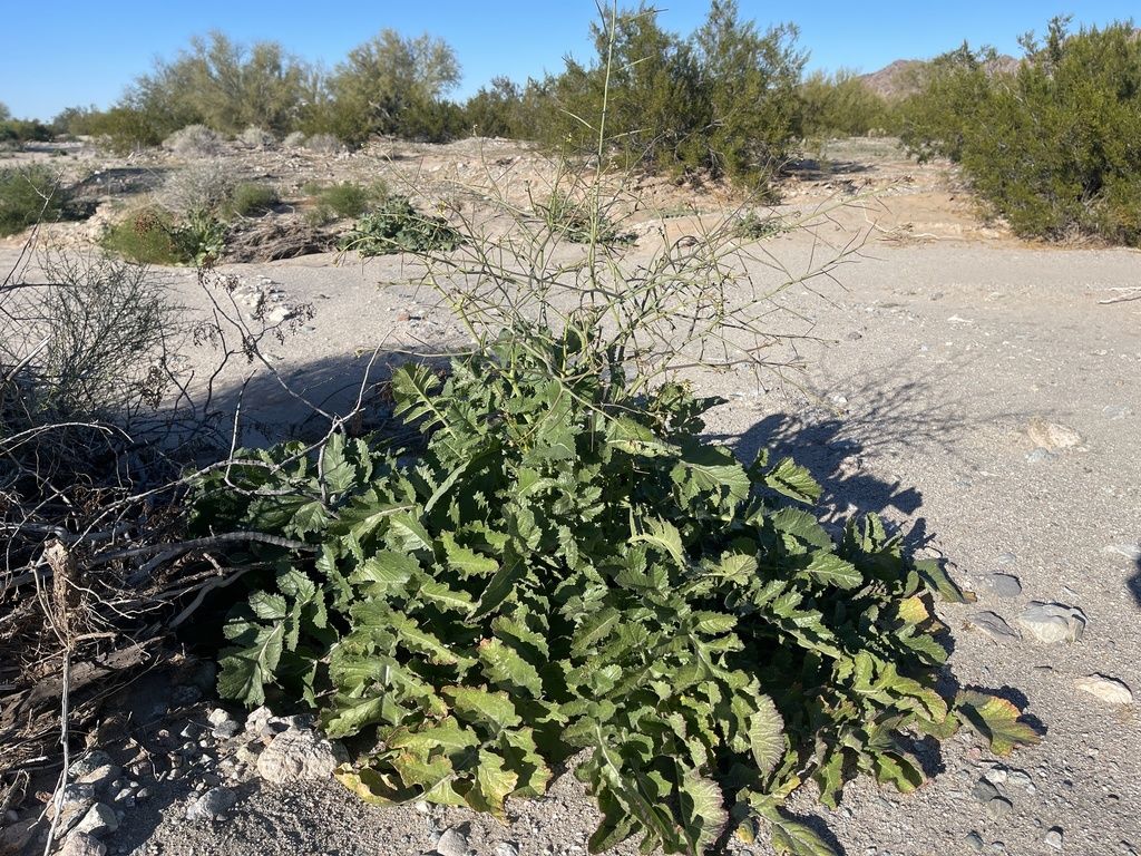 Saharan mustard (Brassica tournefortii)