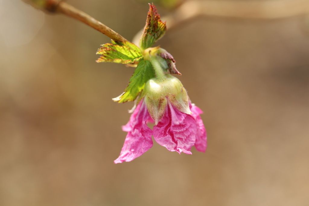 Salmonberry (Rubus spectabilis)