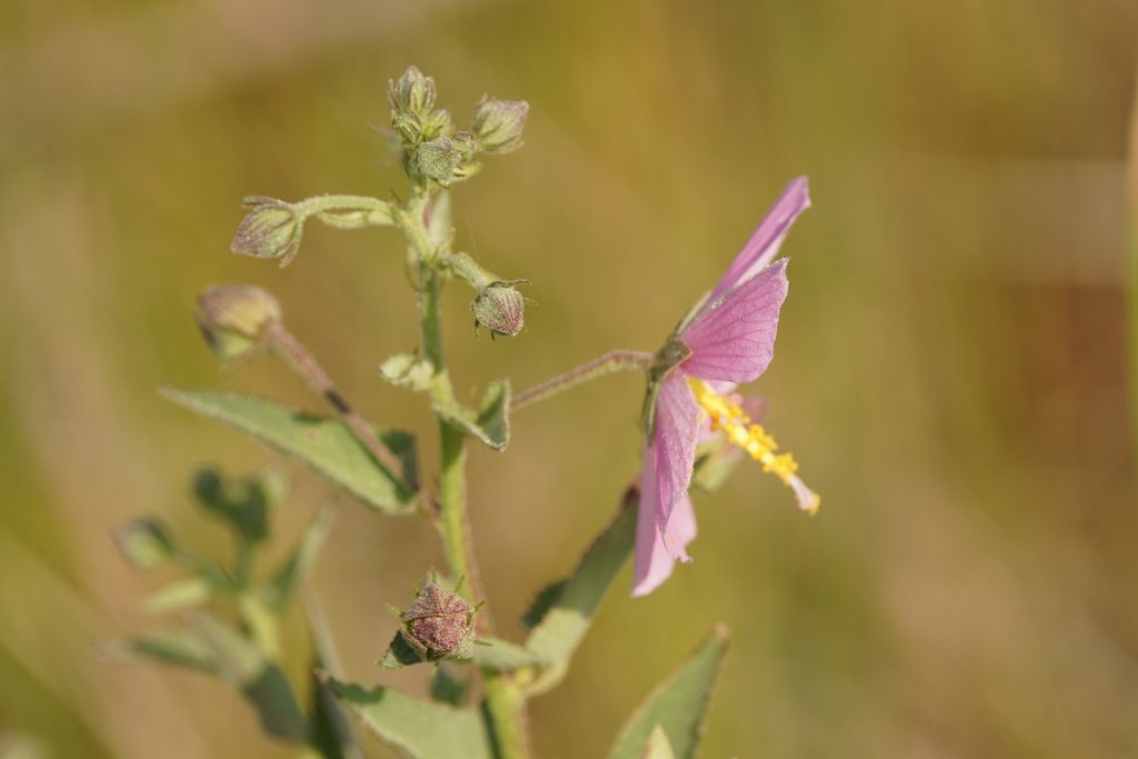 Saltmarsh mallow (Kosteletzkya pentacarpos)
