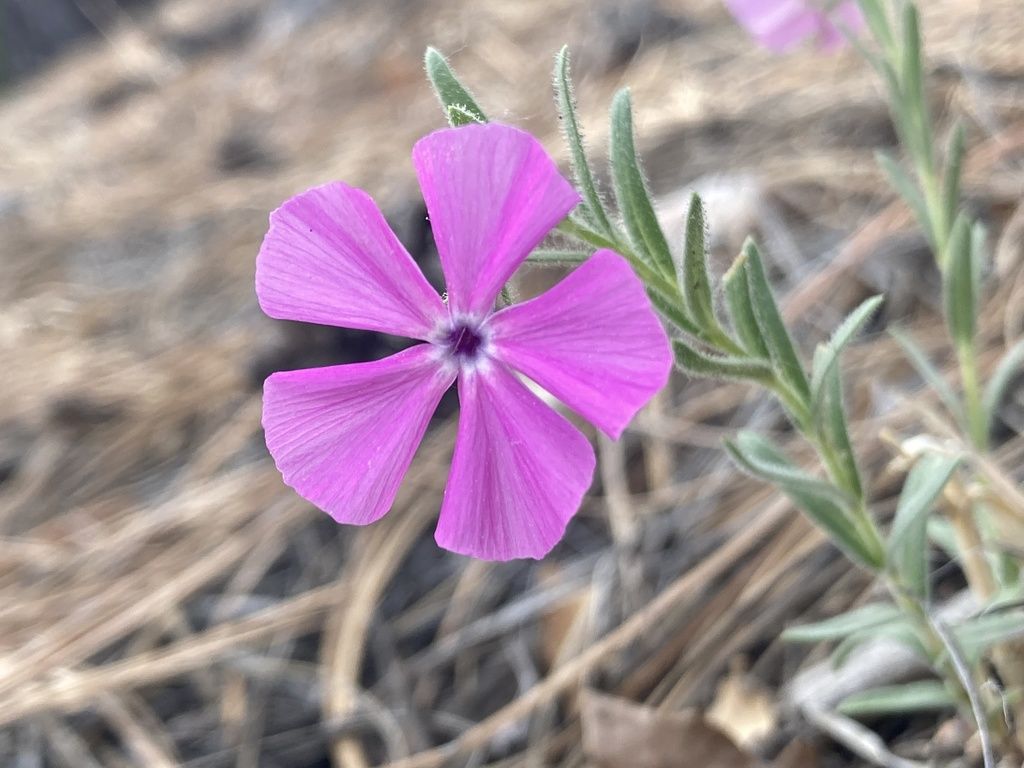 Santa Fe phlox (Phlox nana)