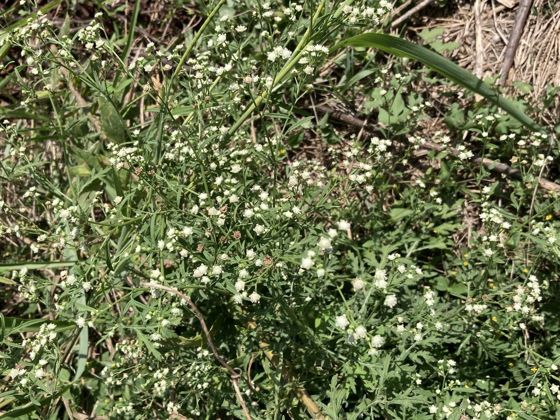 Santa Maria feverfew (Parthenium hysterophorus)