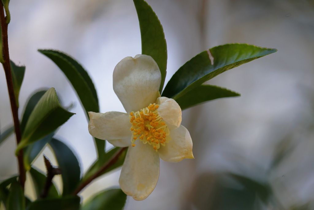 Sasanqua camellia (Camellia sasanqua)