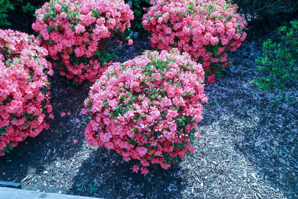 Satsuki azalea (Rhododendron indicum)