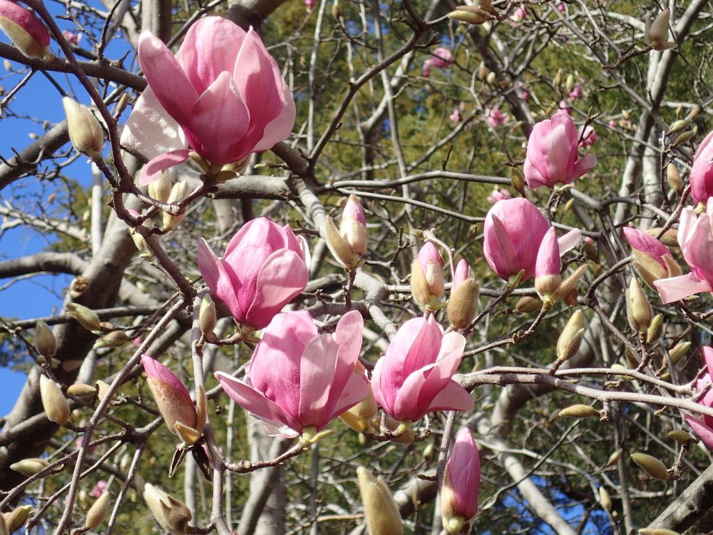 Saucer magnolia (Magnolia × soulangeana)