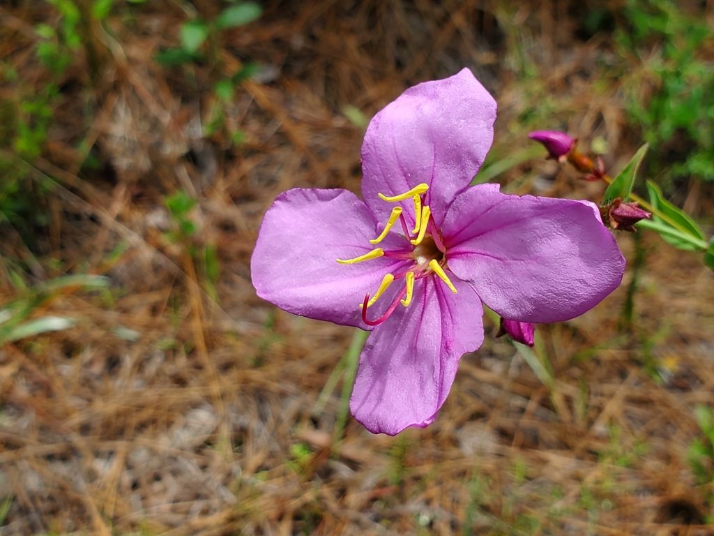 Savannah meadowbeauty (Rhexia alifanus)