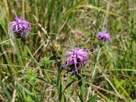 Scaly blazing star (Liatris squarrosa)