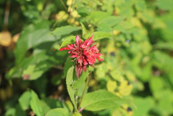 Scarlet beebalm (Monarda didyma)