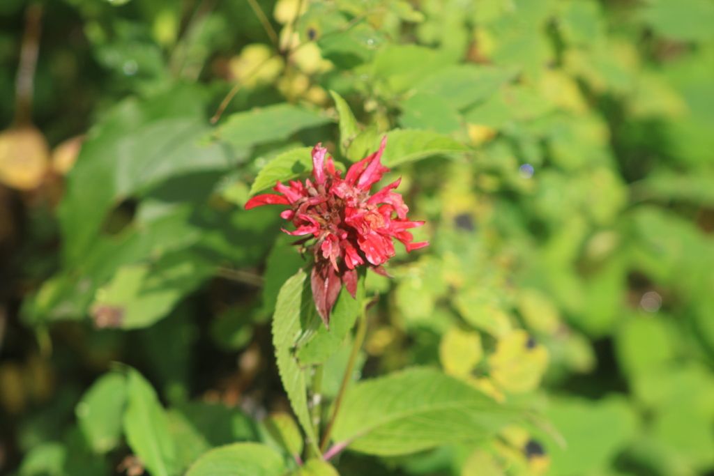 Scarlet beebalm (Monarda didyma)