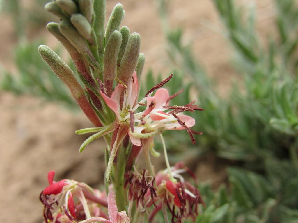 Scarlet beeblossom (Oenothera suffrutescens)