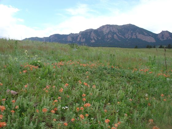 Scarlet globemallow (Sphaeralcea coccinea)