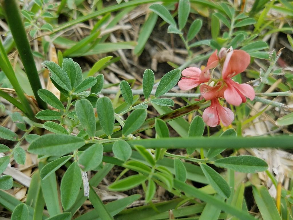 Scarlet pea (Indigofera miniata)