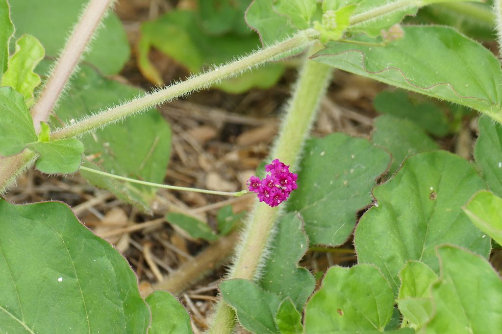 Scarlet spiderling (Boerhavia coccinea)