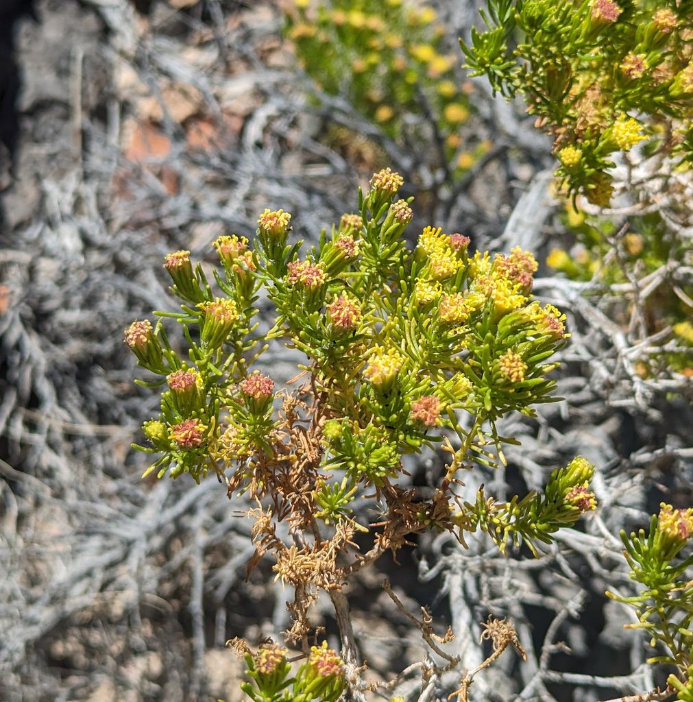 Schott's pygmycedar (Peucephyllum schottii)
