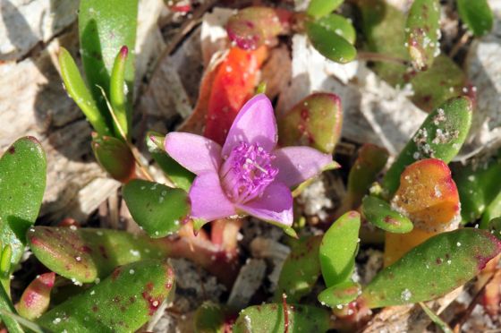 Sea purslane (Sesuvium portulacastrum)