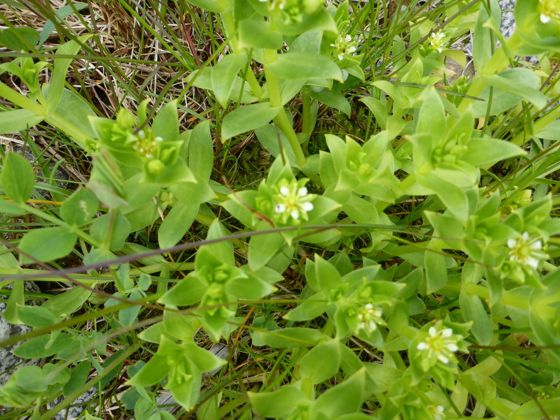 Sea sandwort (Honckenya peploides)