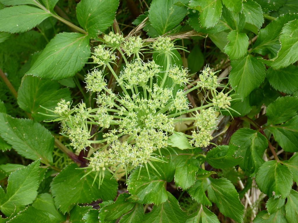 Sea-watch (Angelica lucida)