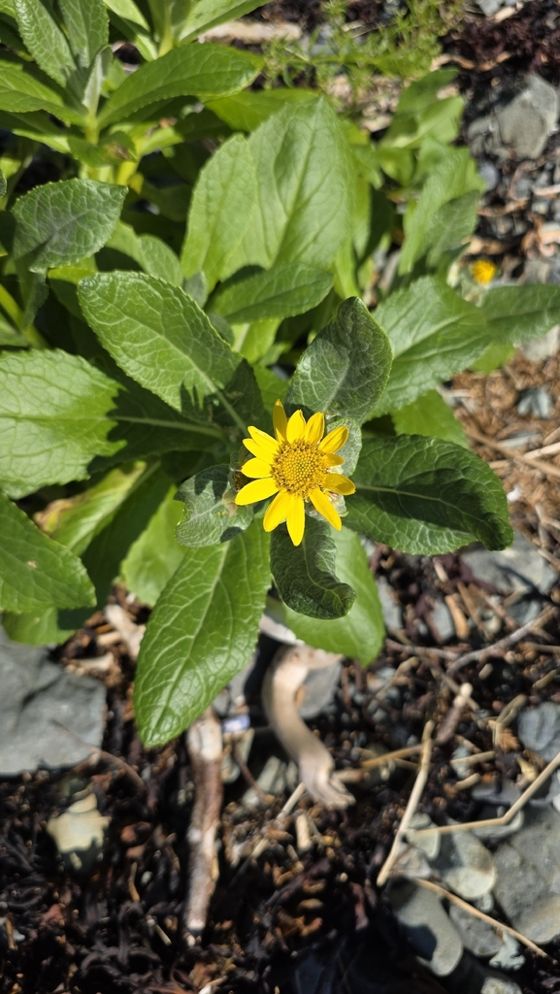 Seabeach groundsel (Senecio pseudoarnica)