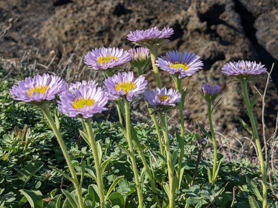 Seaside daisy (Erigeron glaucus)