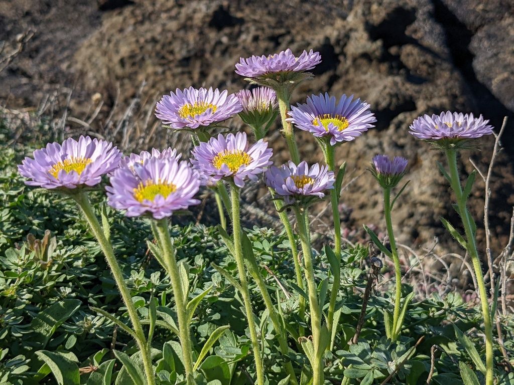 Seaside daisy (Erigeron glaucus)