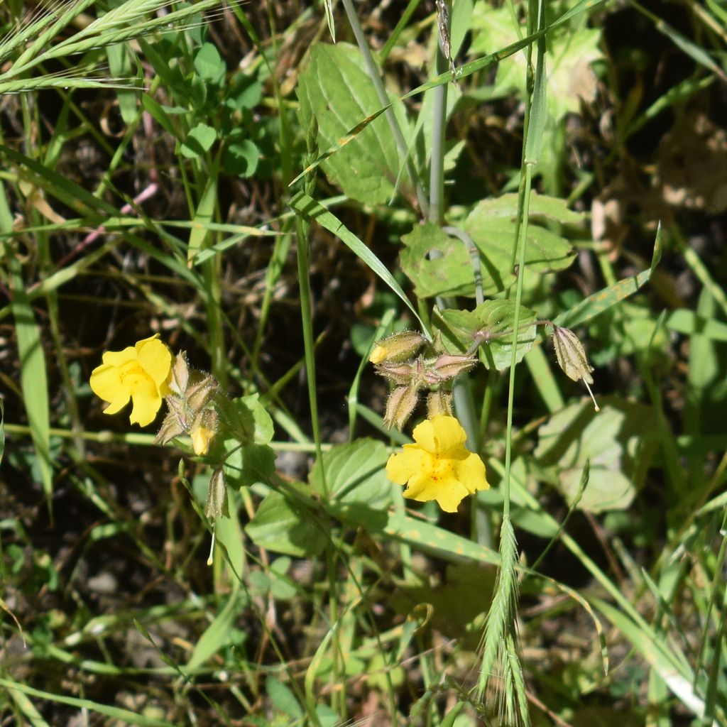 Seep monkeyflower (Erythranthe guttata)