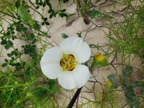 Sego lily (Calochortus nuttallii)