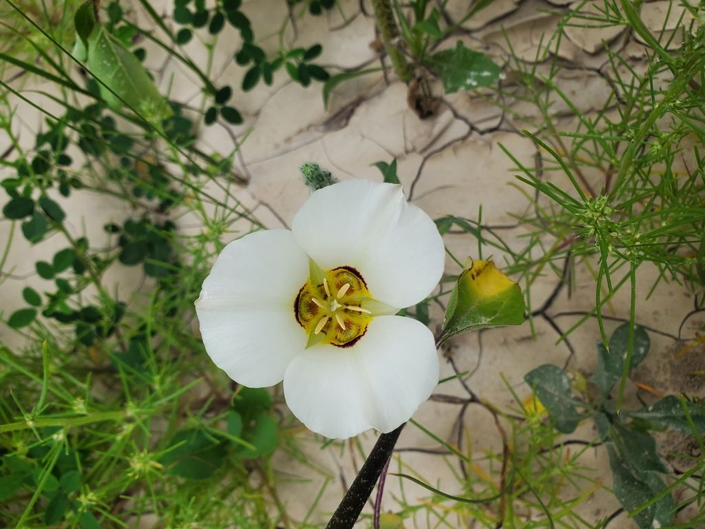 Sego lily (Calochortus nuttallii)