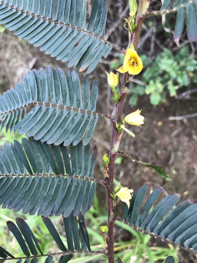 Sensitive pea (Chamaecrista nictitans)