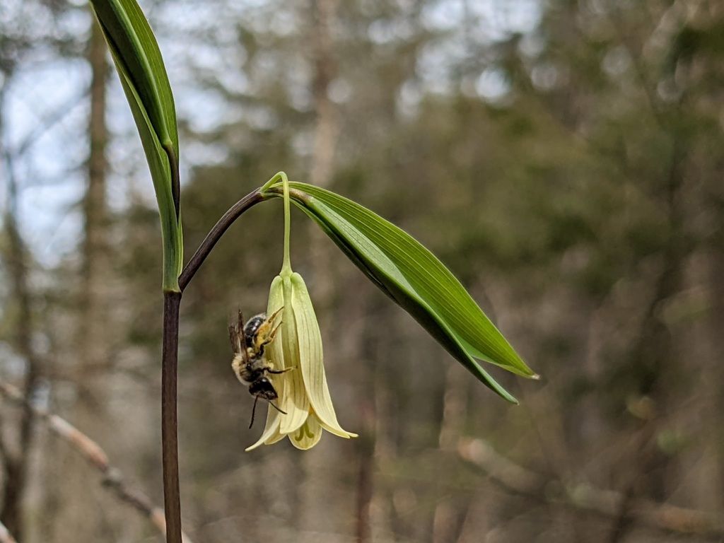 Sessile bellwort (Uvularia sessilifolia)