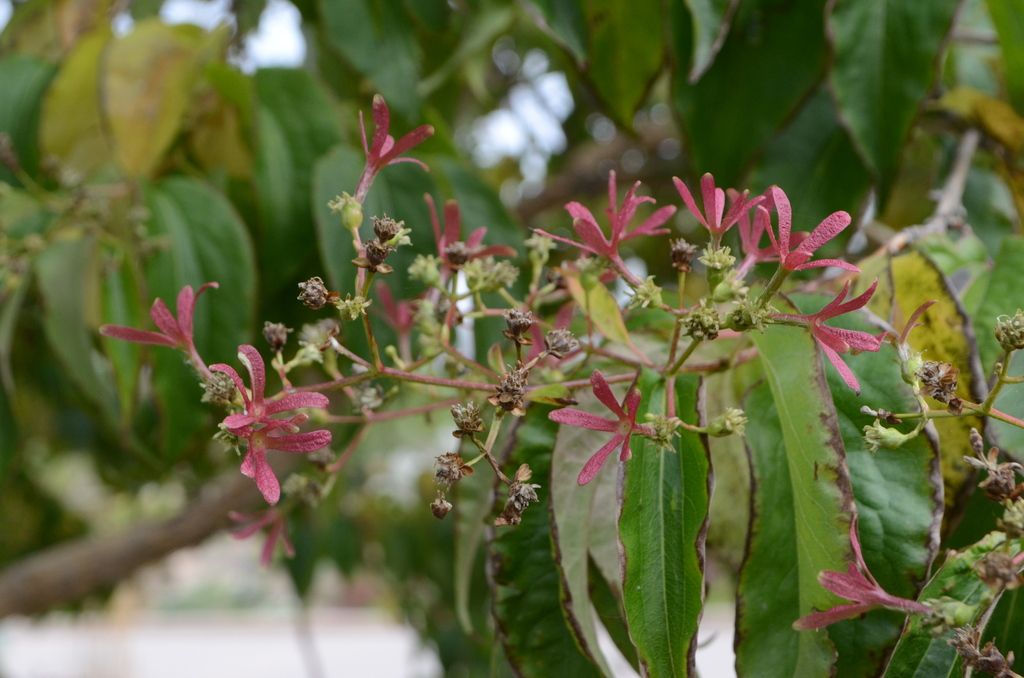 Seven-son flower (Heptacodium miconioides)