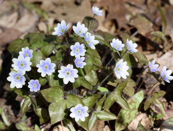 Sharp-lobed hepatica (Hepatica acutiloba)