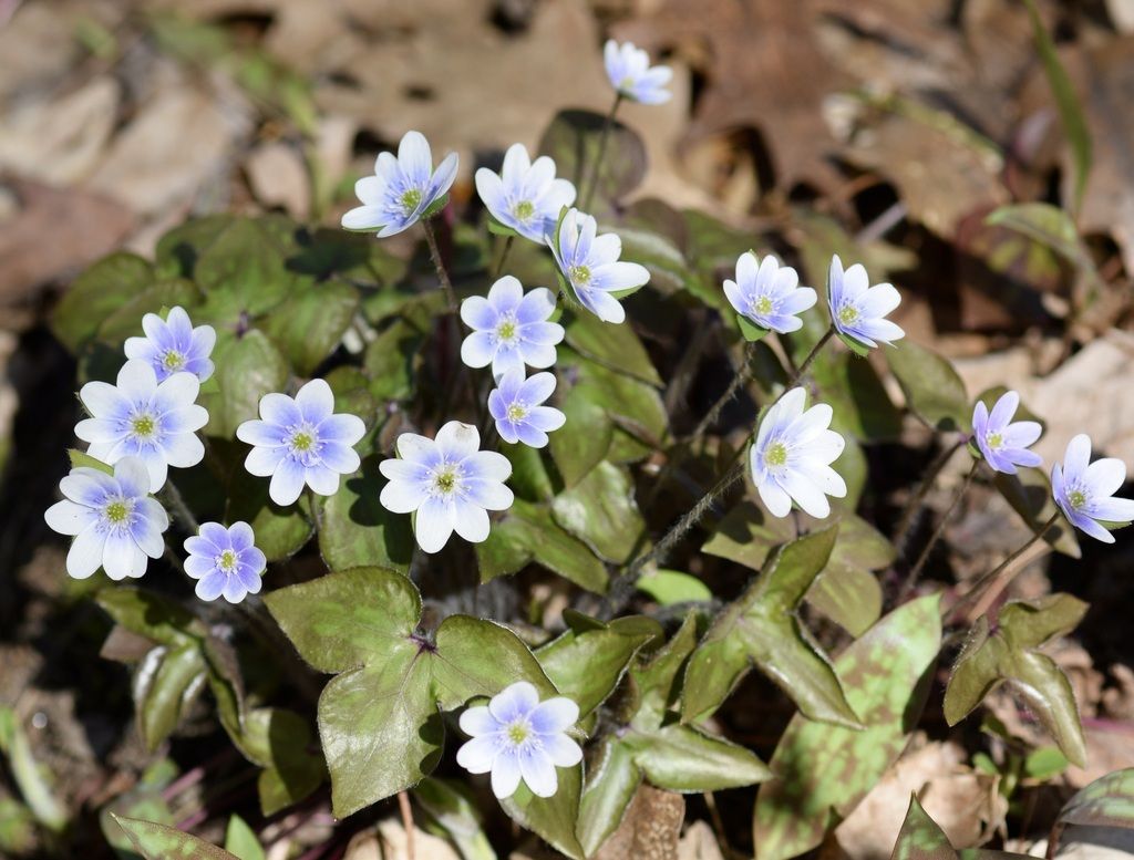 Sharp-lobed hepatica (Hepatica acutiloba)