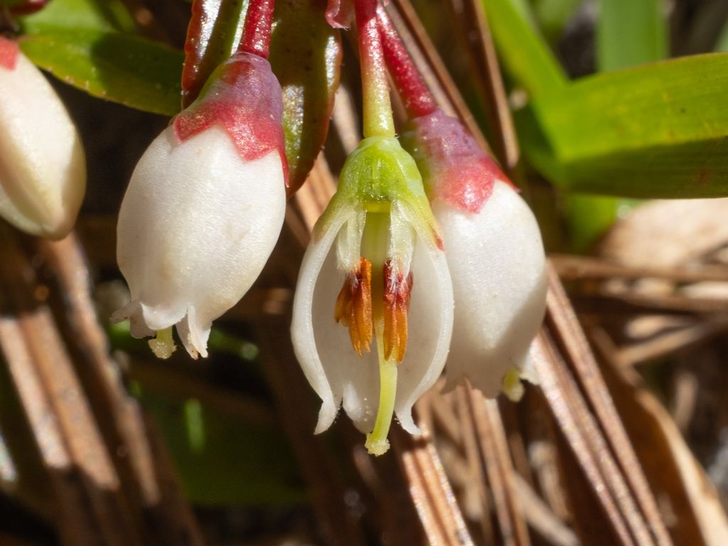 Shiny blueberry (Vaccinium myrsinites)