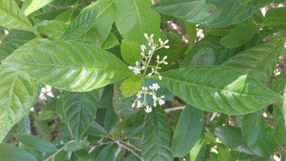 Shiny-leaved wild coffee (Psychotria nervosa)