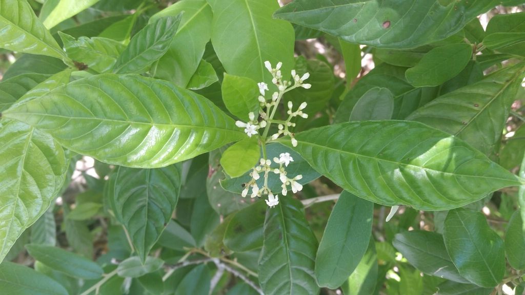 Shiny-leaved wild coffee (Psychotria nervosa)