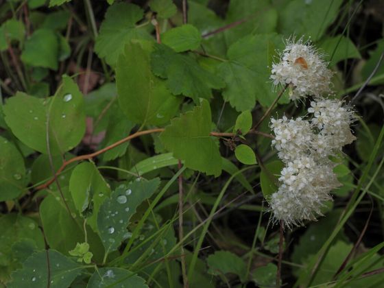 Shinyleaf meadowsweet (Spiraea lucida)