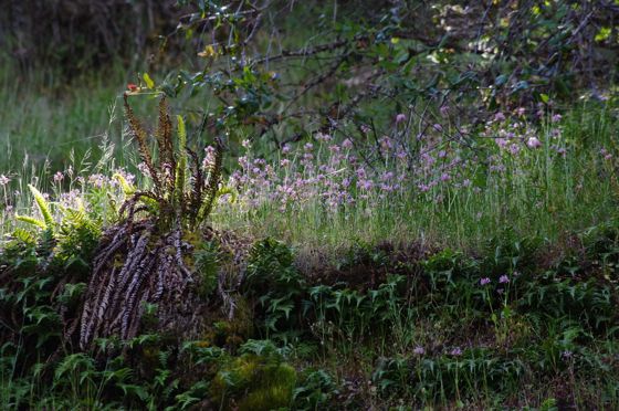 Shortspur seablush (Plectritis congesta)