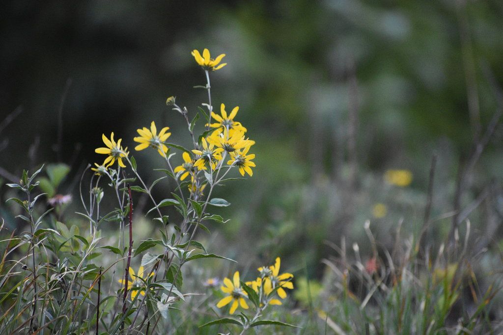 Showy goldeneye (Heliomeris multiflora)