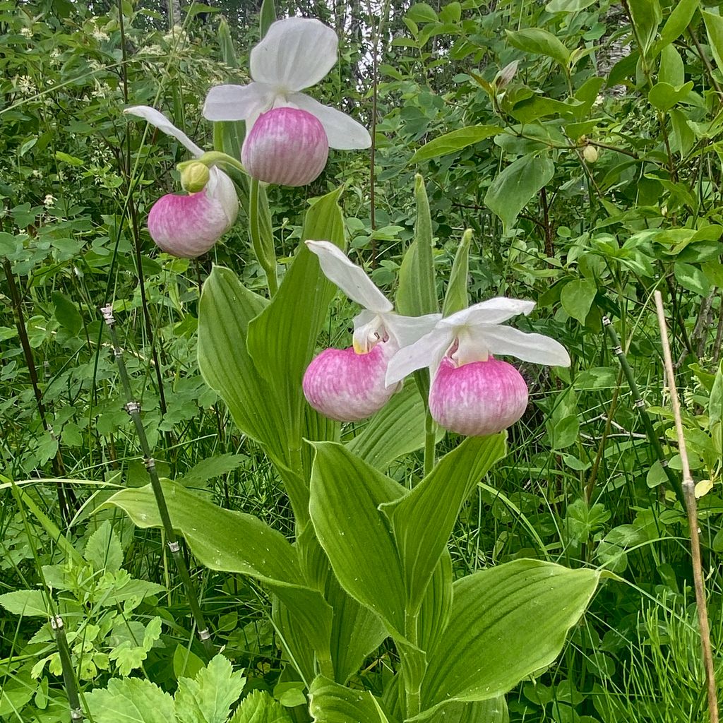 Showy lady's slipper (Cypripedium reginae)