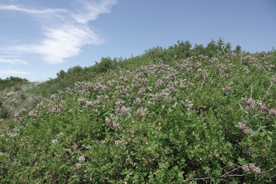Showy milkweed (Asclepias speciosa)