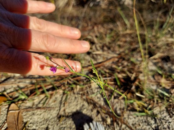 Showy milkwort (Asemeia grandiflora)