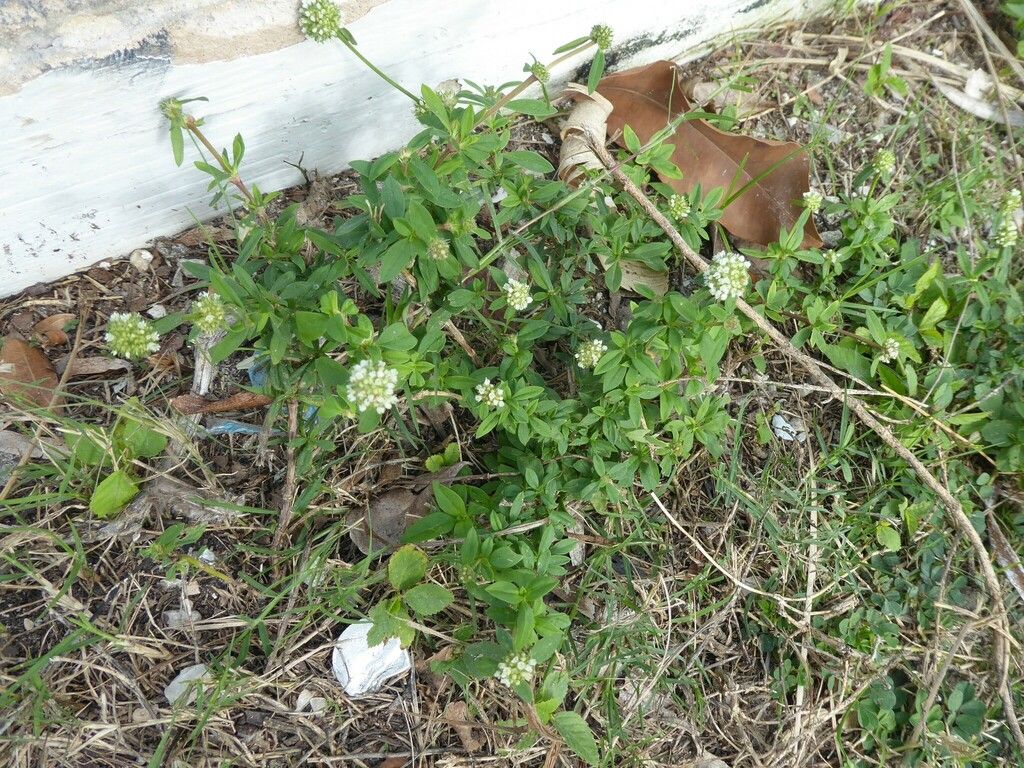 Shrubby false buttonweed (Spermacoce verticillata)