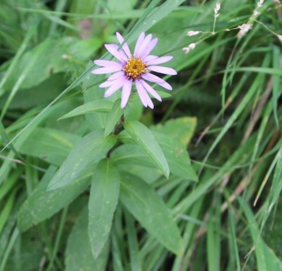 Siberian aster (Eurybia sibirica)