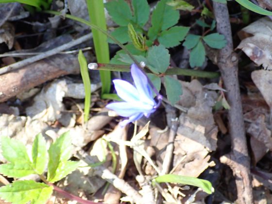 Siberian squill (Scilla siberica)