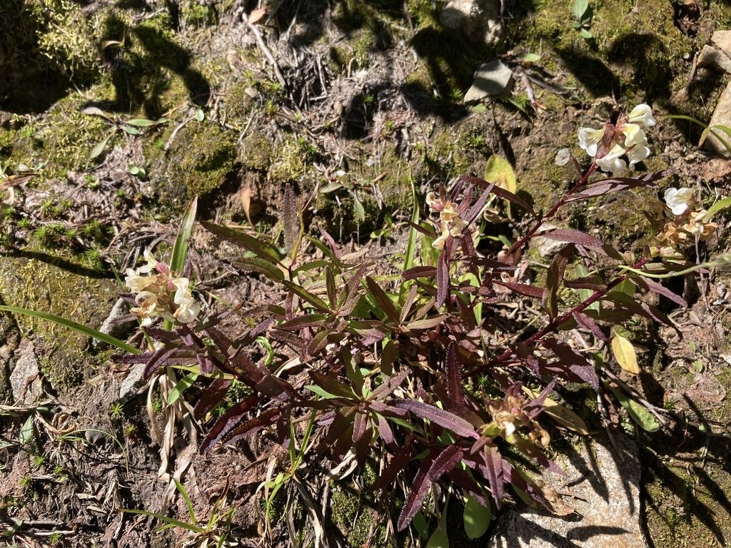 Sickletop lousewort (Pedicularis racemosa)