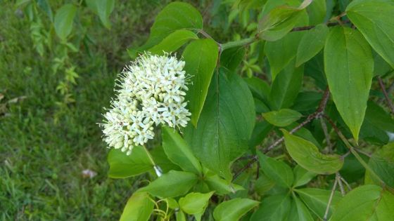 Silky dogwood (Cornus amomum)