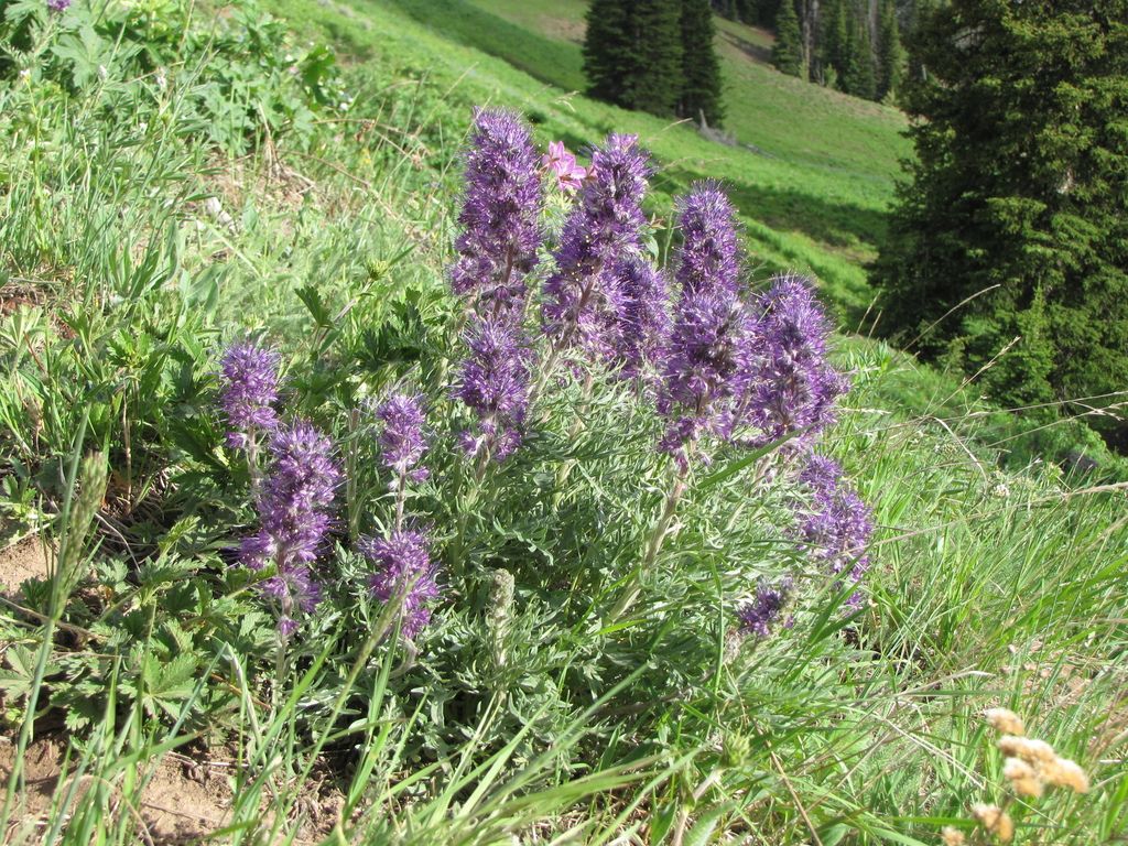 Silky phacelia (Phacelia sericea)