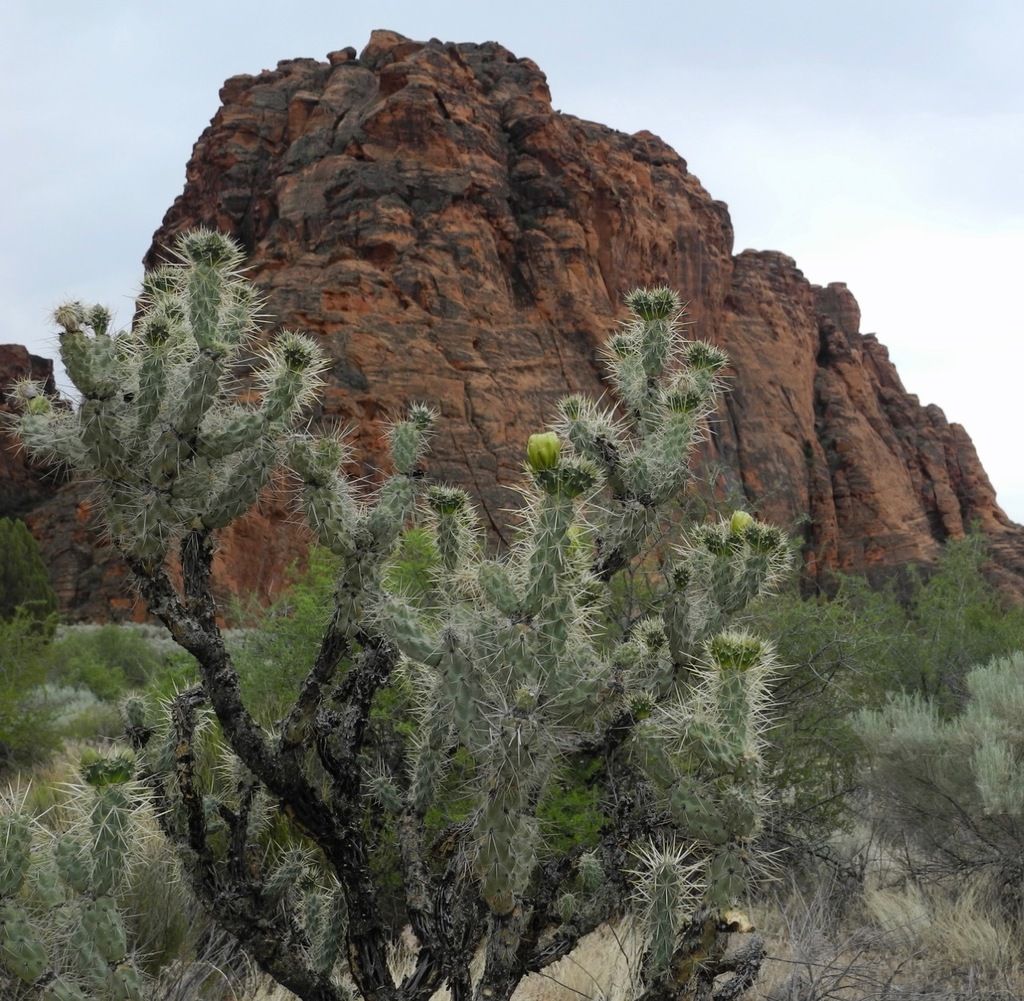 Silver cholla (Cylindropuntia echinocarpa)