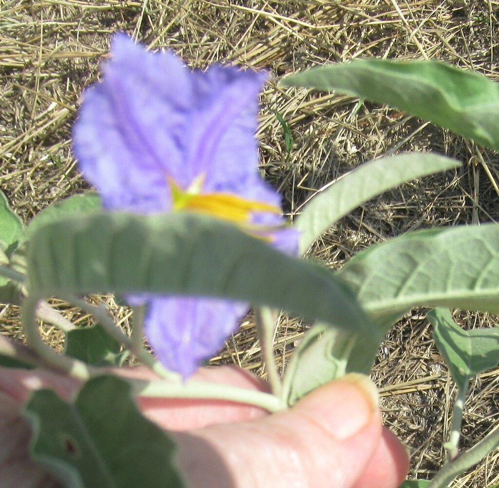 Silverleaf nightshade (Solanum elaeagnifolium)